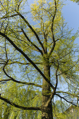 old ginkgo tree