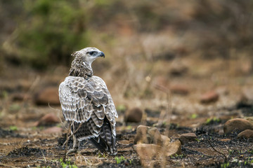 Martial Eagle in Kruger National park, South Africa
