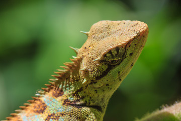 black face lizard, tree lizard on tree