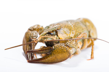 Crayfish isolated on white