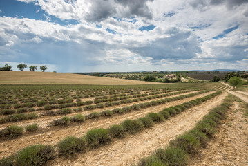 Empty lavender fields of Provence after harvesting