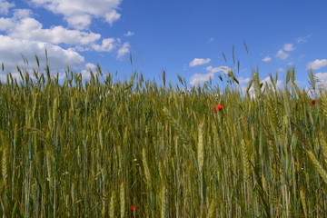 pole - pszenżyto © robert6666