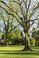Fototapeta na wymiar sycamore tree in the park in the afternoon sun