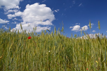pole - pszenżyto © robert6666