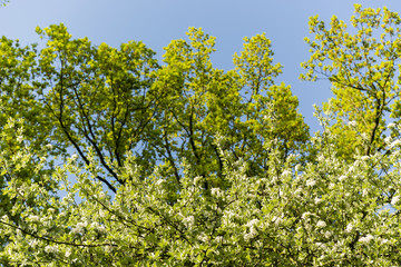 Fototapeta na wymiar white flowers of apple tree in front of green oak leaves
