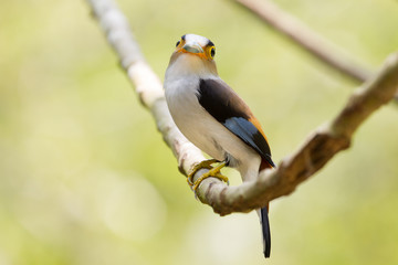colorful bird Silver-breasted broadbil