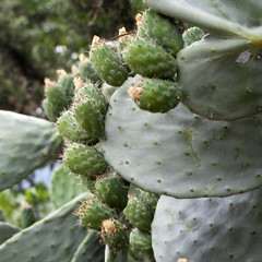 Sabra cactus green leaves