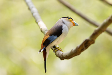 colorful bird Silver-breasted broadbil