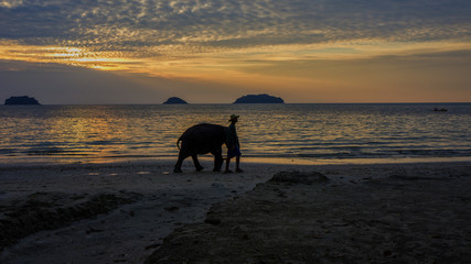 Elephant on beach