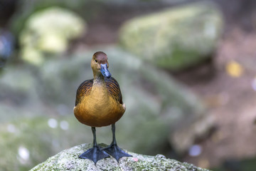 brown mallard female duck standing on stone nearby in water of park 