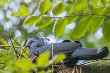 Victoria crowned pigeon ( Goura victoria) bird breeding in nest on the tree.