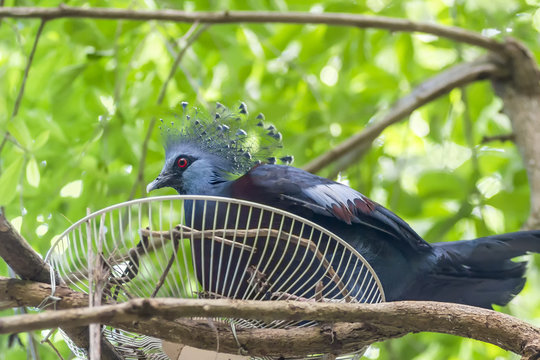 Victoria crowned pigeon ( Goura victoria) bird breeding in nest on the tree.