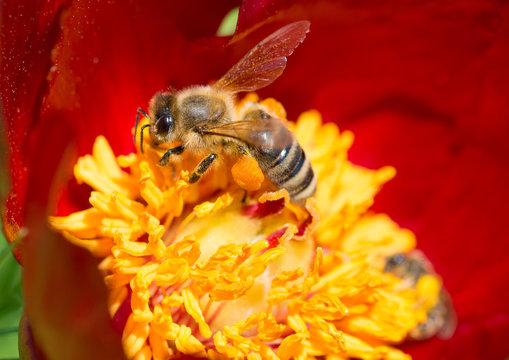Bee collecting pollen and pollinating a peony flower, in summer season
