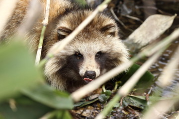 Raccoon dog in Hokkaido (EzoTanuki)