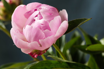 Pink peony flower on a summer day