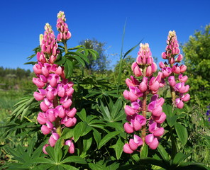pink lupine flower under sunlight, shallow depth of field