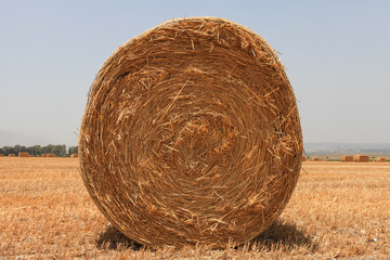 Hay bale in a field