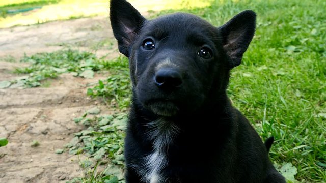 mongrel puppy on grass