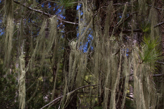 Long hair of Usnea barbata. Old pine forest in Tenerife, Canarian