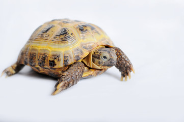 Turtle on a white background