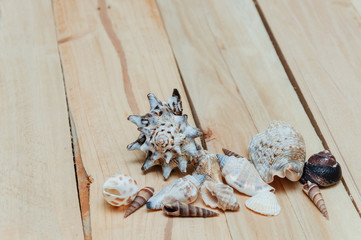 Sea cockleshells on wood table background