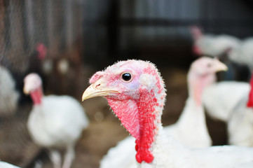 Farm of turkey-cocks close up 