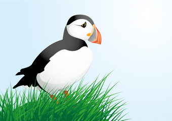 Papageitaucher - Puffin