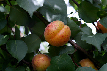 Apricot on a tree