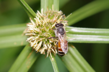 Small bee in the green garden
