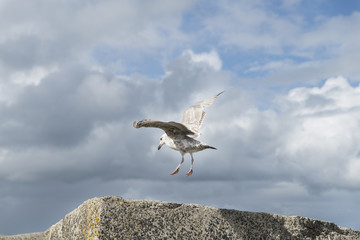 sea gull landing