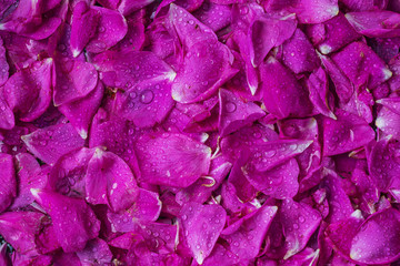 Rose tea rose petals scattered field as a solid background