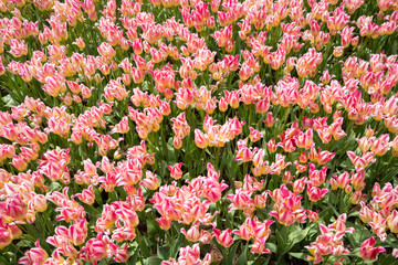 mehrblütige Tulpe (Tricolette)