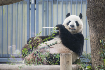 Obraz na płótnie Canvas Giant panda bear eating fresh bamboo