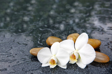 Fototapeta na wymiar Two orchid flowers and white stones.