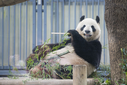 Fototapeta Giant panda bear eating fresh bamboo