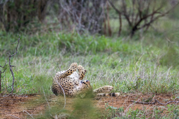 Cheetah in Kruger National park, South Africa