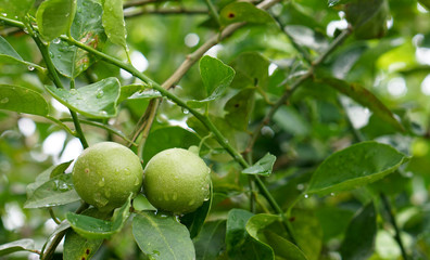 fresh limes on plant
