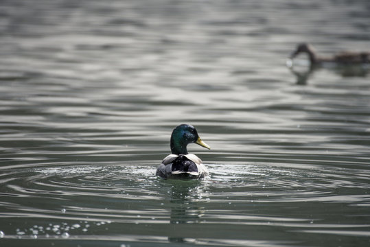 duck on the K&ouml;nigssee