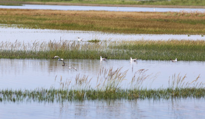 Parallel alternation of water and grass in the swamp