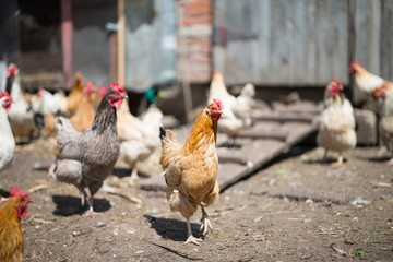 chickens on the farm