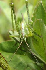 Grasshopper