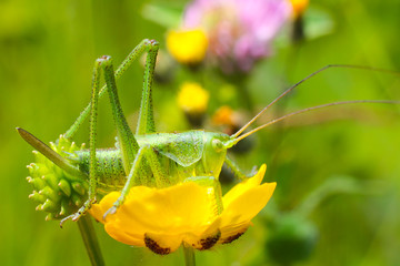 Grasshopper