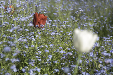 Colorful tulips in a field of forget-me-nots flowers
