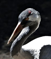 CABEZA DE GRULLA
