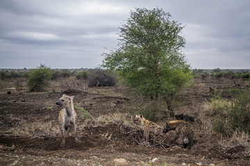 Spotted hyaena in Kruger National park, South Africa