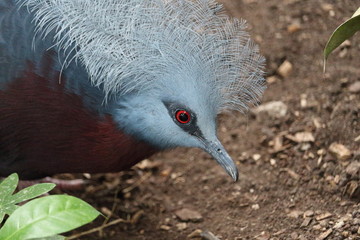 Crowned pigeon