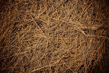 Dry grass close-up. The texture of the hay