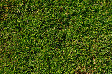 lawn of green grass natural background. top view