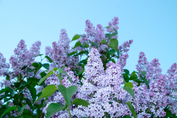 blossomed lilac flowers bushes on sky background 