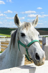 Beautiful white horse looking at us, behind of the fence